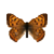 Butterfly-dead-purplishcopperfemale.png