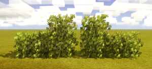 Untrimmed-berry-bushes.png