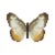 Butterfly-dead-commonmestra.png