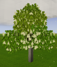 Цветущее дерево личи