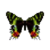 Butterfly-dead-madagascansunsetmoth.png