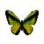 Butterfly-dead-goliathbirdwingmale.png