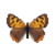 Butterfly-dead-smallcoppermale.png