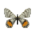 Butterfly-dead-apollobutterflyfemale.png