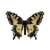 Butterfly-dead-commonyellowswallowtailfemale.png
