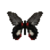 Butterfly-dead-scarletmormonfemale.png
