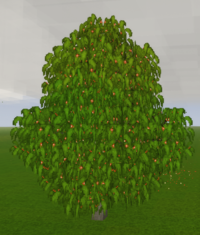 Цветущее гранатовое дерево