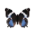 Butterfly-dead-westernbluecharaxesfemale.png