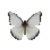 Butterfly-dead-chocolatealbatrossdryseasonmale.png