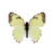 Butterfly-dead-mexicanmarbledwhitemale.png