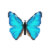 Butterfly-dead-aegamorphomale.png