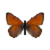 Butterfly-dead-purpleedgedcoppermale.png