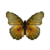 Butterfly-dead-edwardsforesterfemale.png